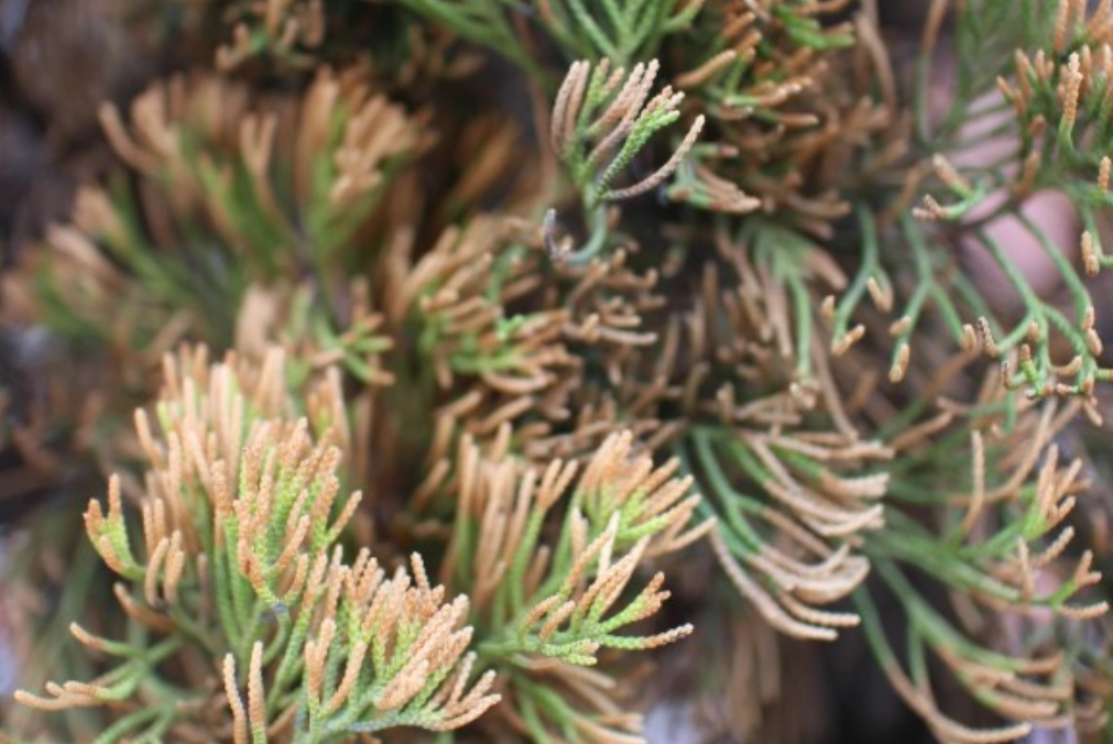 柏樹養護 柏樹養護