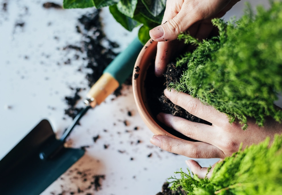 秋天換盆時機 秋天換盆時機
