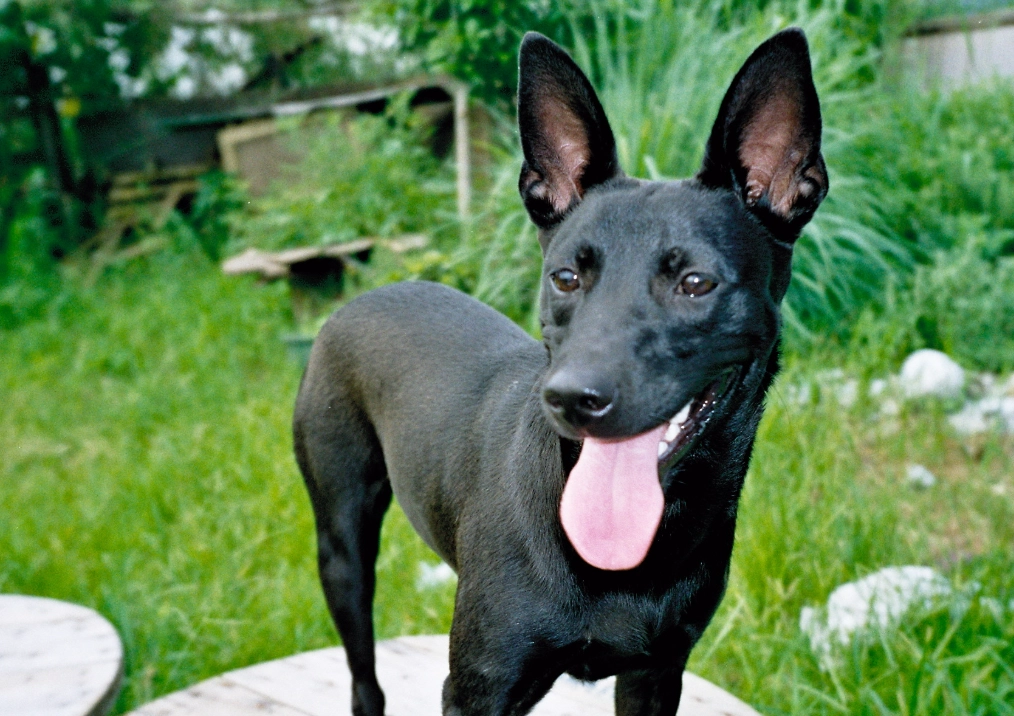 女人夢見黑狗 意思