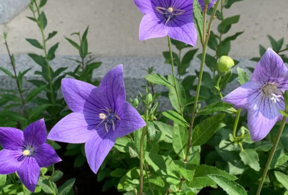 貓咪 中毒 植物
