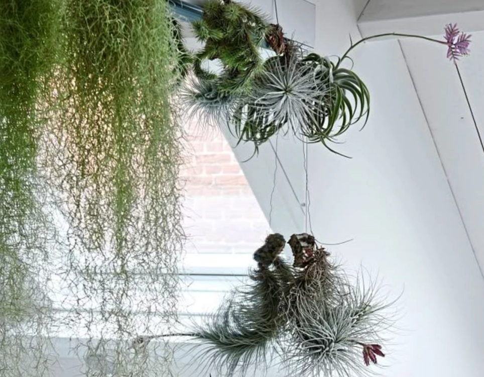 浴室植物 浴室植物