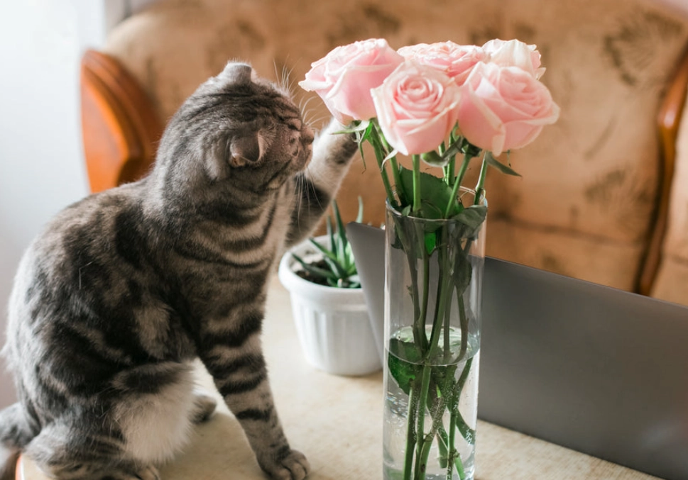 貓咪 玫瑰 有毒 貓咪 玫瑰 有毒