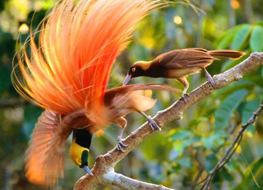 華美天堂鳥價格