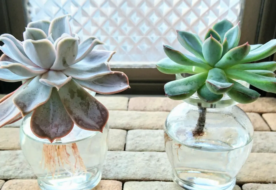 多肉 水耕 栽培 多肉 水耕 栽培