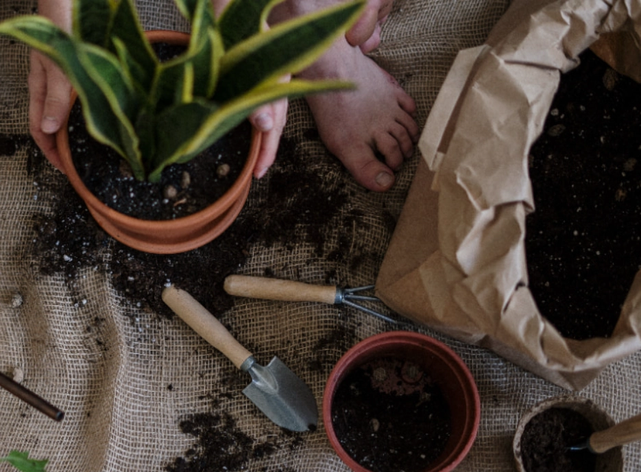 換盆步驟 換盆步驟