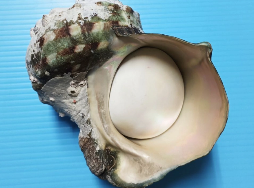 夜光貝殼 台灣 入境 夜光貝殼 台灣 入境