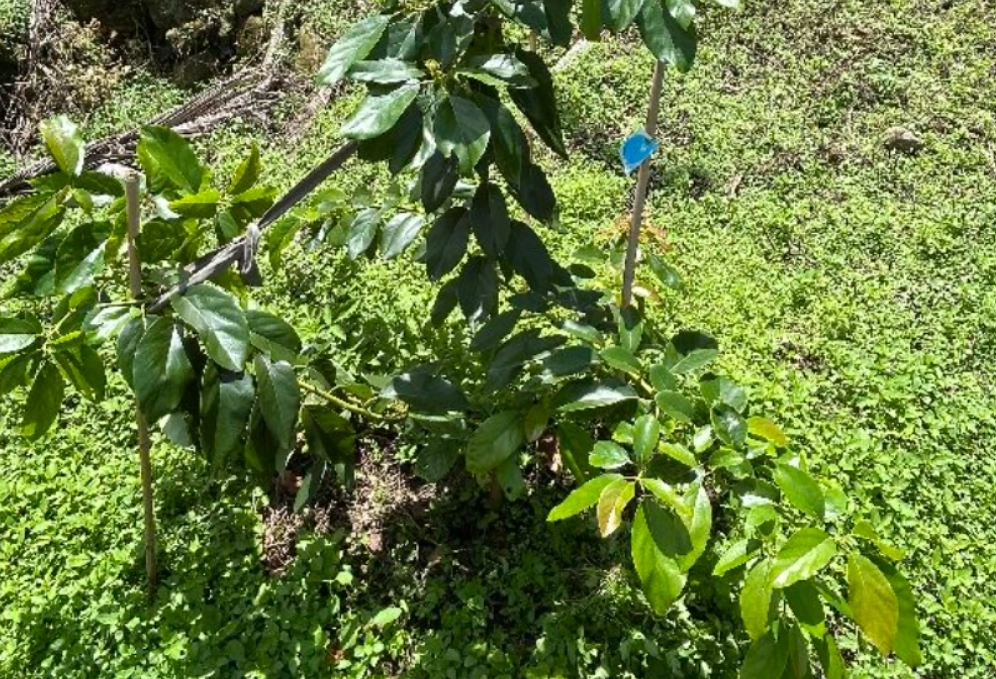 酪梨修剪方法 酪梨修剪方法