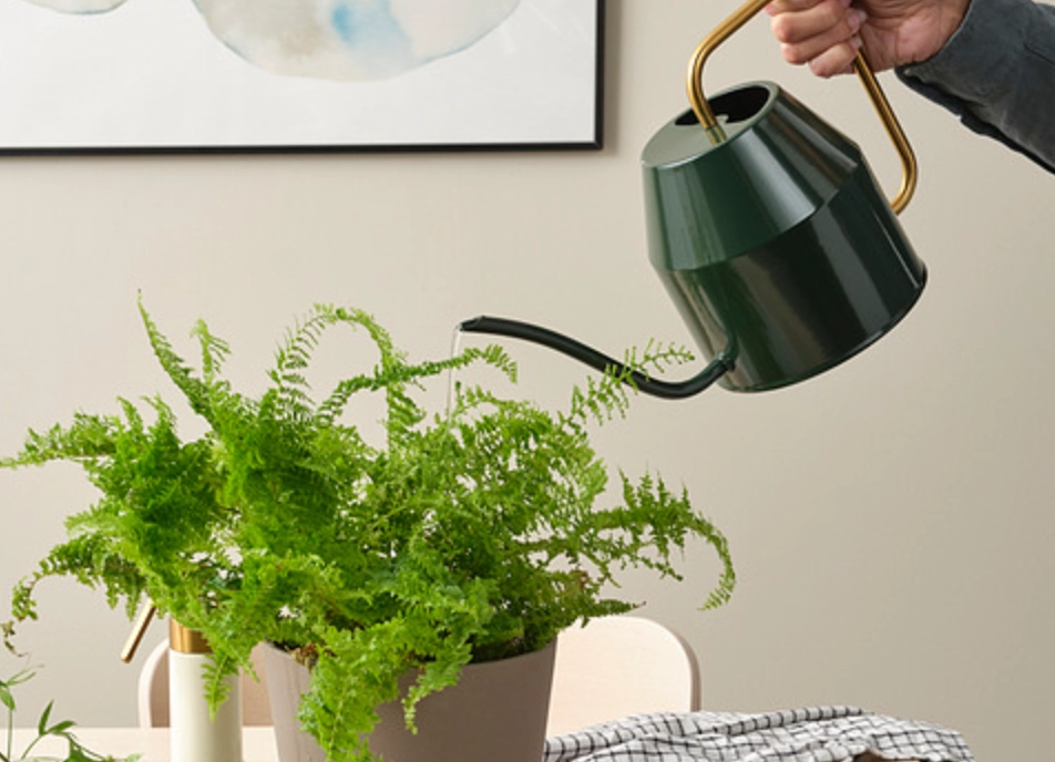 冷水澆花壞處 冷水澆花壞處