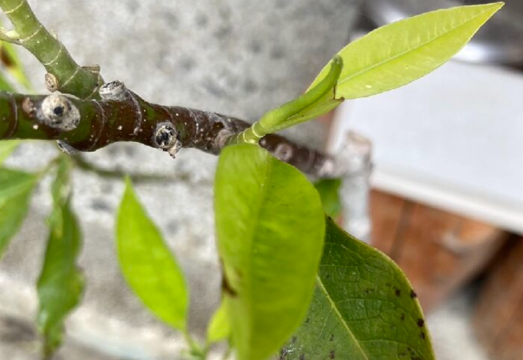 玉蘭花黃葉處理