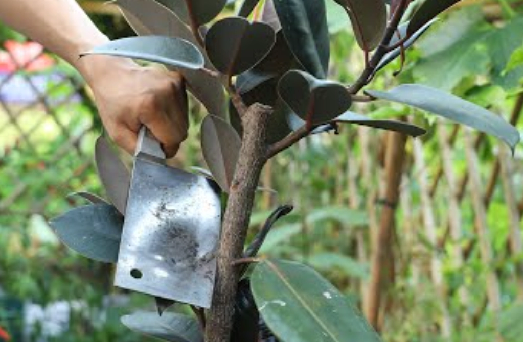 斑葉橡皮樹修剪方法