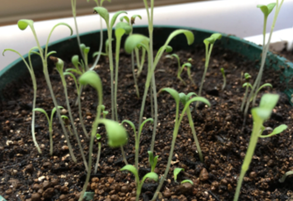 幼苗徒長原因