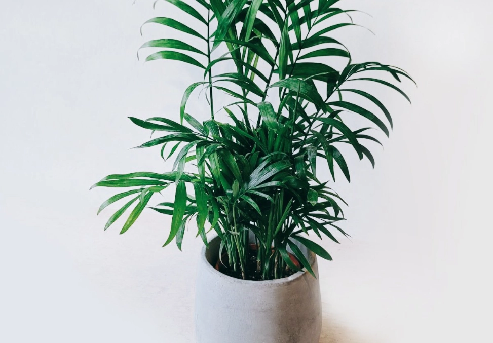 室內植物 澆水技巧