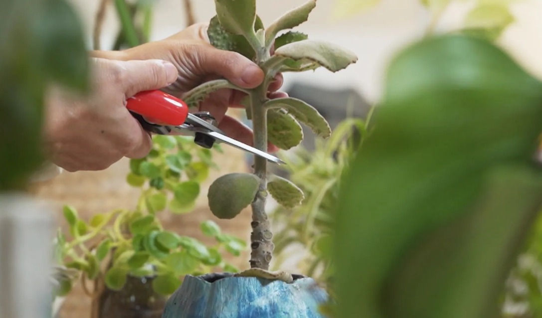 盆栽修剪技巧 盆栽修剪技巧