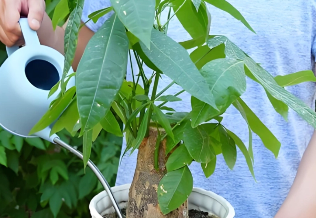 發財樹澆水頻率
