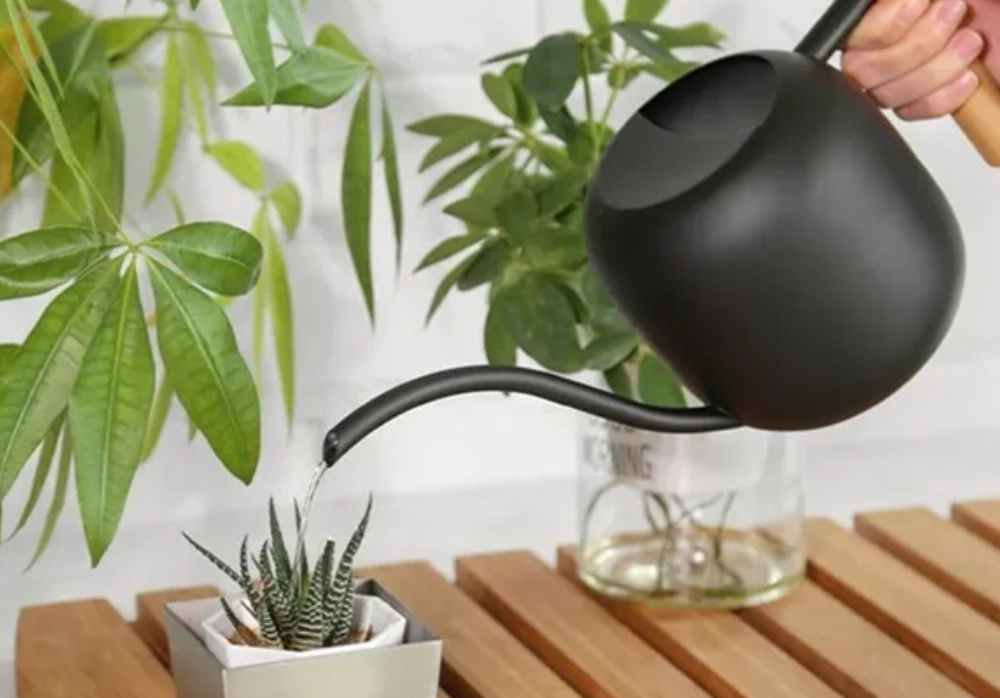 冷水澆花壞處 冷水澆花壞處