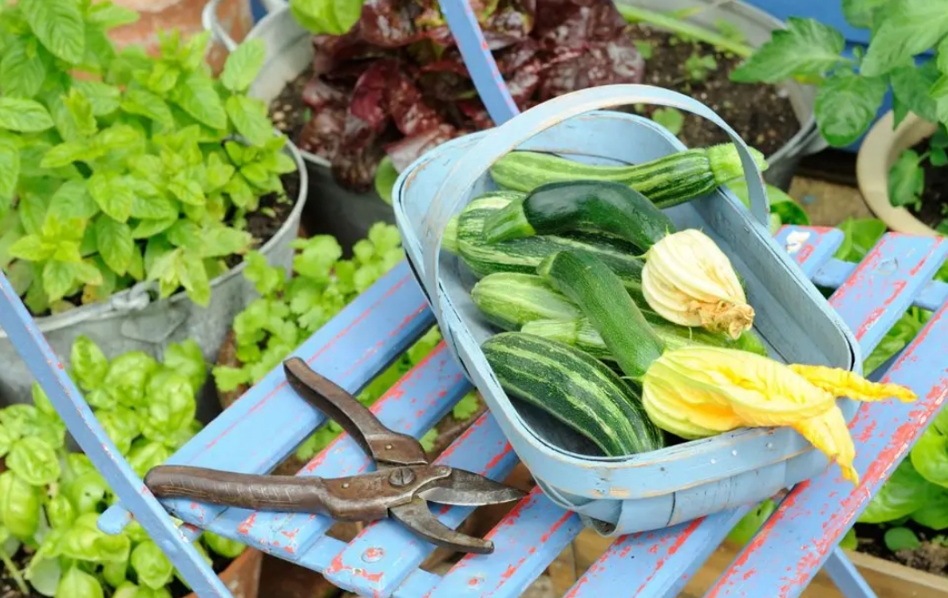 新手種菜 新手種菜