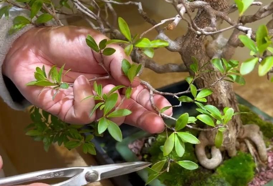 植物造型DIY 植物造型DIY