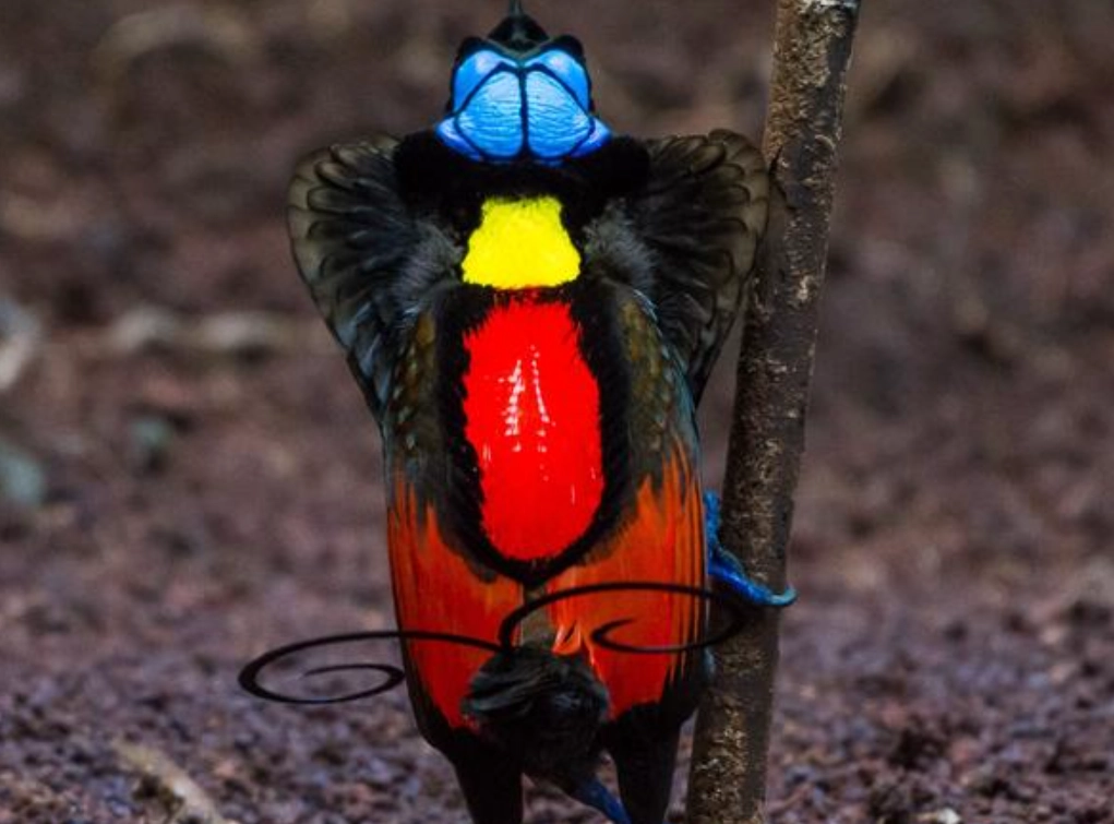 華美天堂鳥飼養