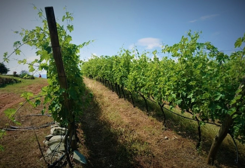 台灣葡萄種植