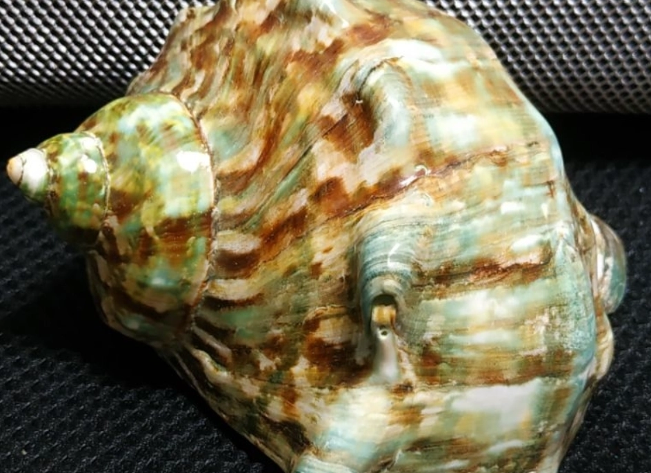 攜帶貝殼 法規 攜帶貝殼 法規