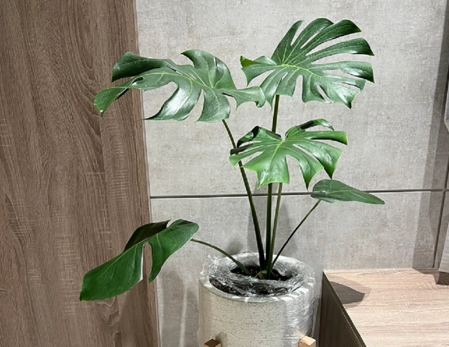 龜背芋 毒性 龜背芋 毒性