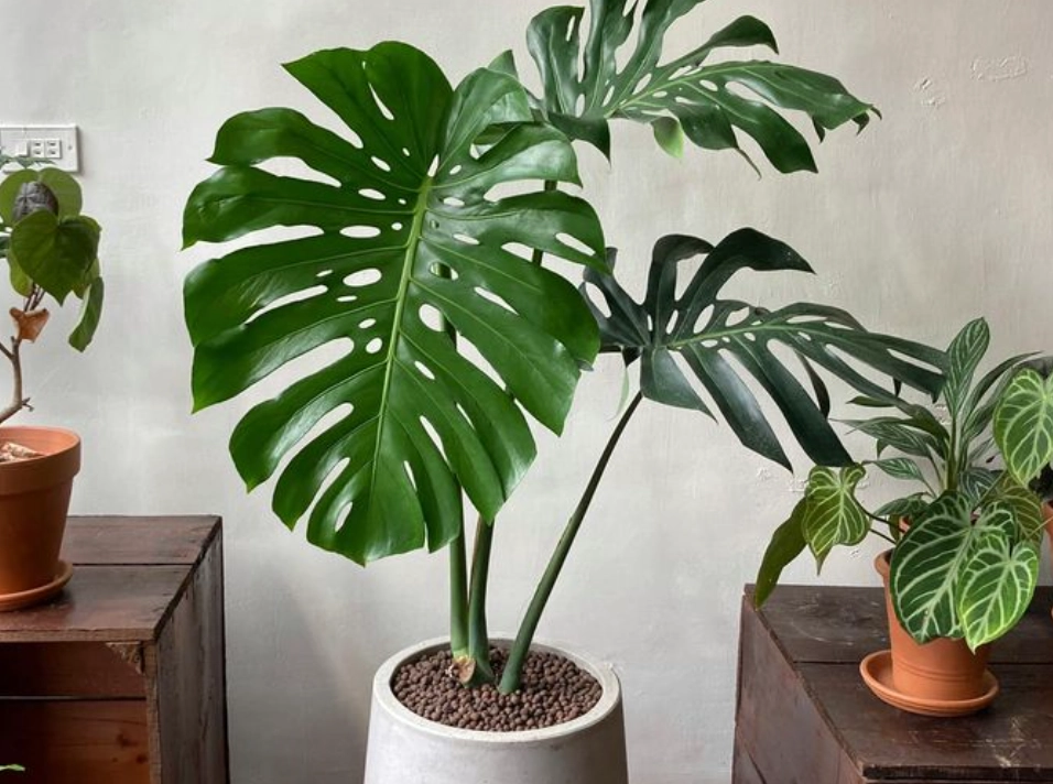 貓 有毒植物 貓 有毒植物