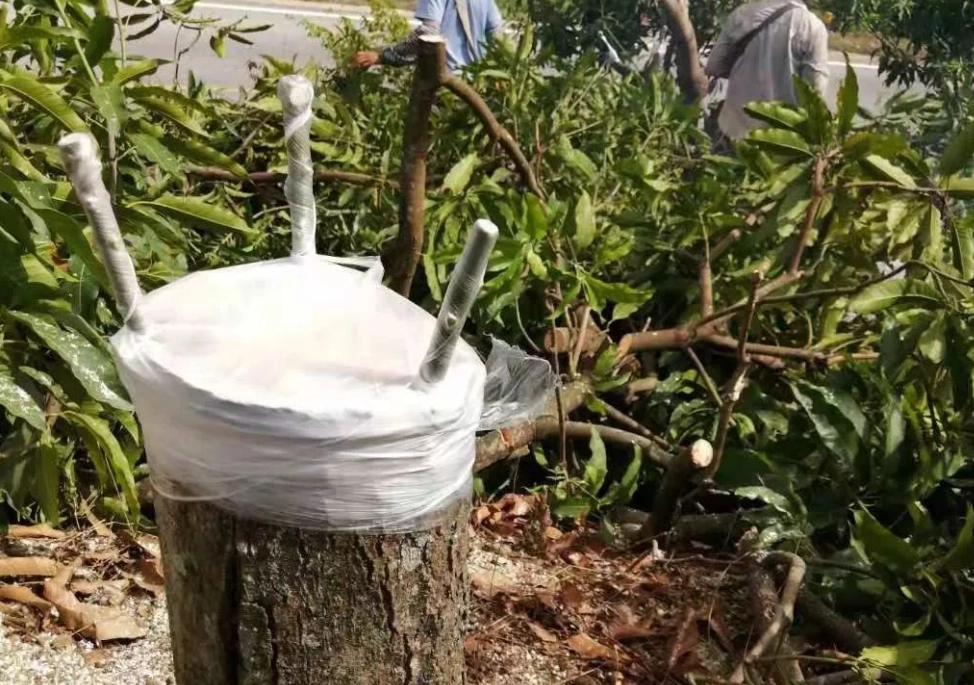 芒果嫁接成功率