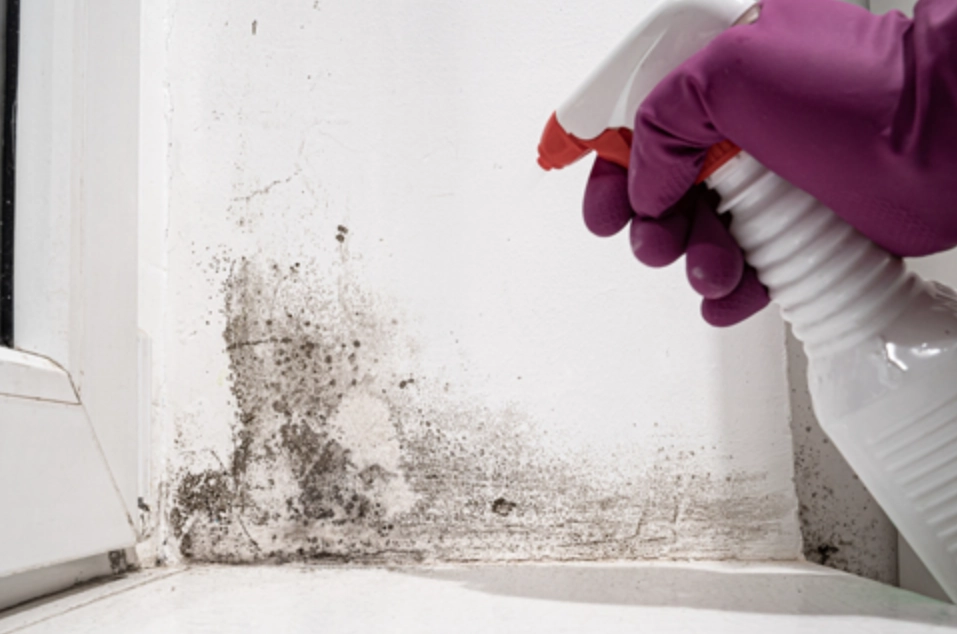 漂白水除霉方法