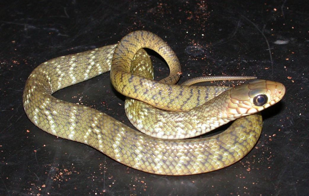 夢見蛇的意義 夢見蛇的意義