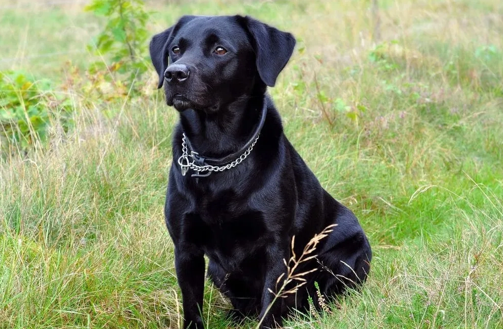 女人夢見黑狗 意思