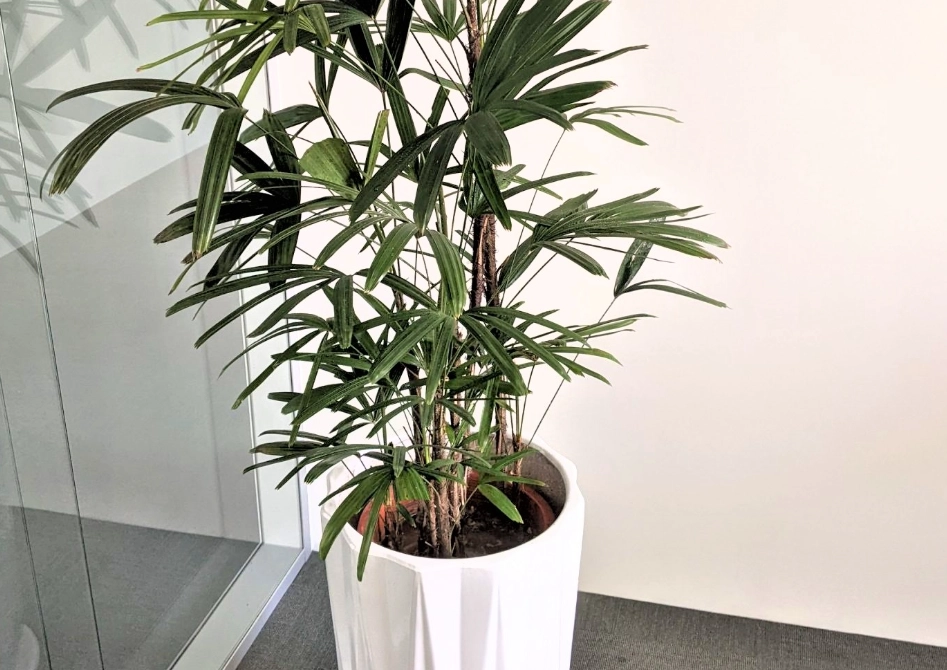 寵物友善大型盆栽