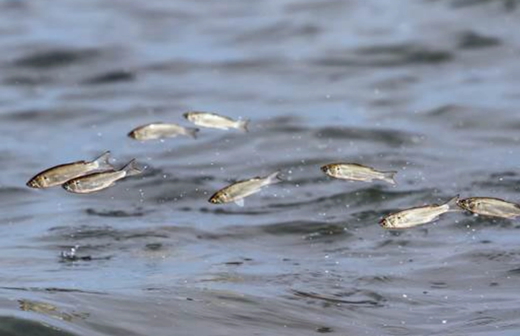 夢見魚跳出水面