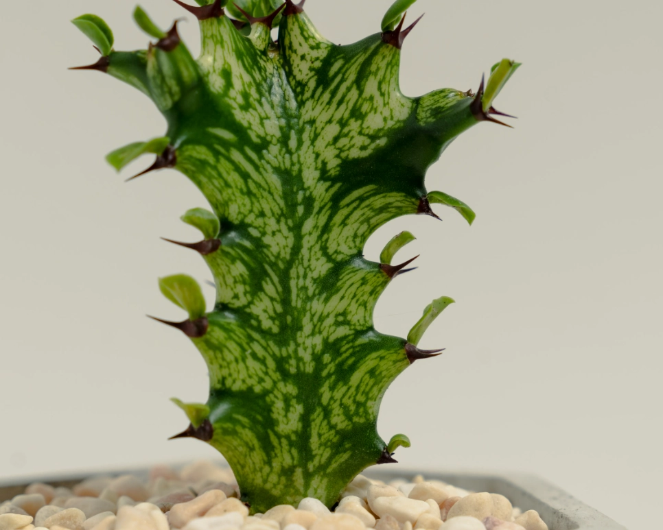 龍骨什麼時候換盆