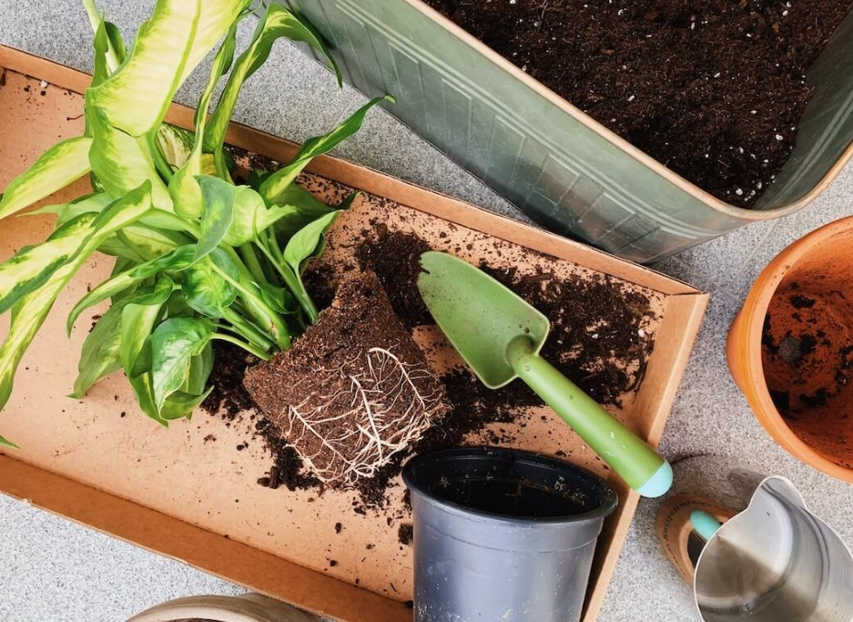植物換盆時機 植物換盆時機