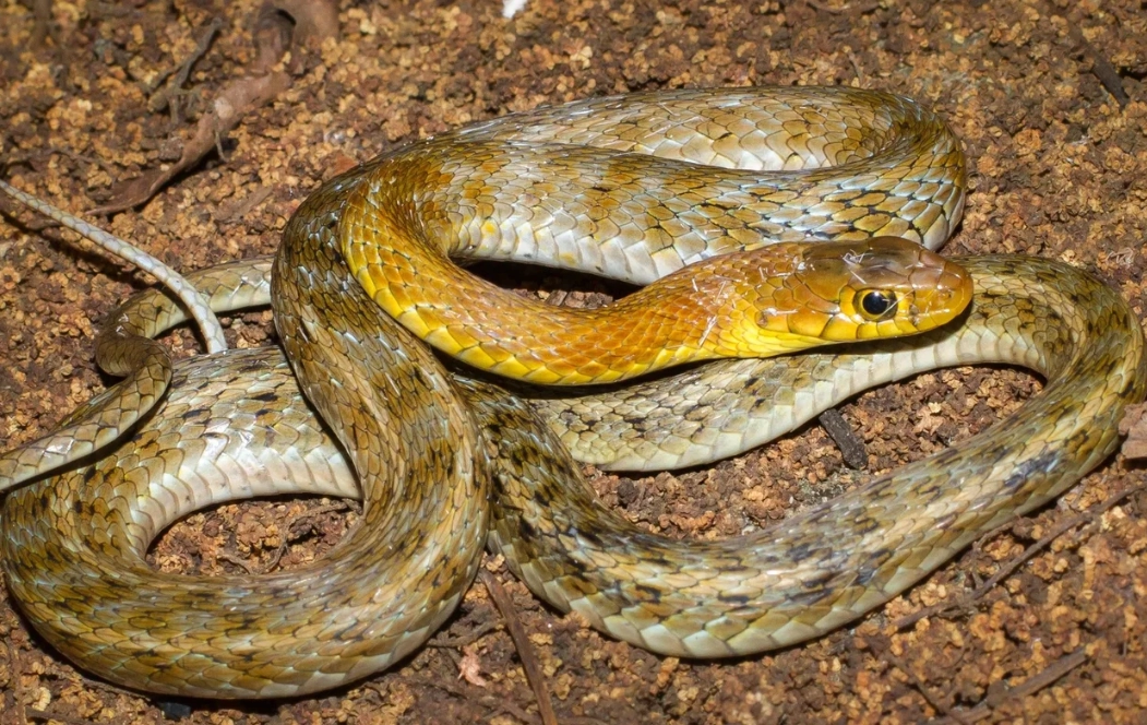 夢見蛇的意義 夢見蛇的意義