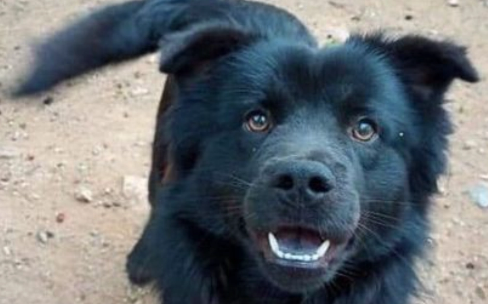 女人夢見黑狗 意思