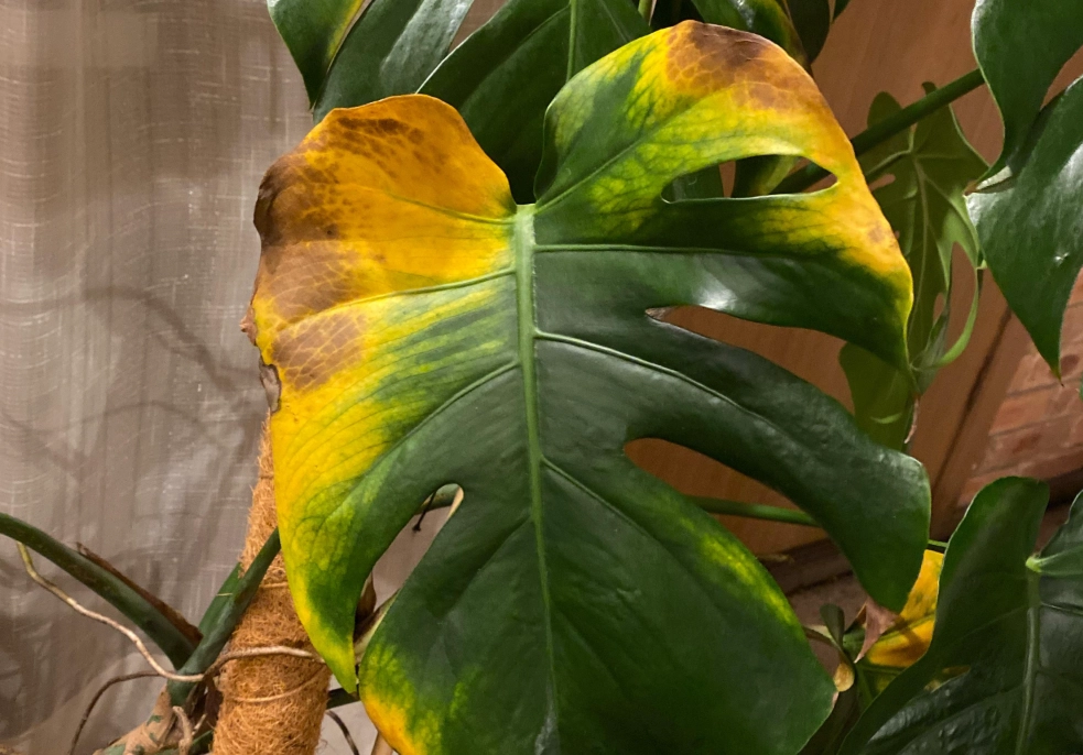 龜背芋 葉子 黃 龜背芋 葉子 黃