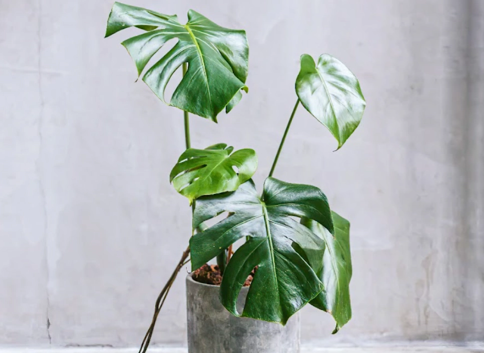 貓 有毒植物 貓 有毒植物