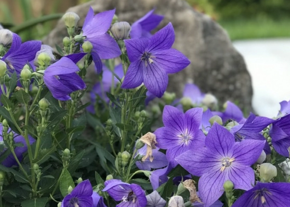 寵物 安全 花卉