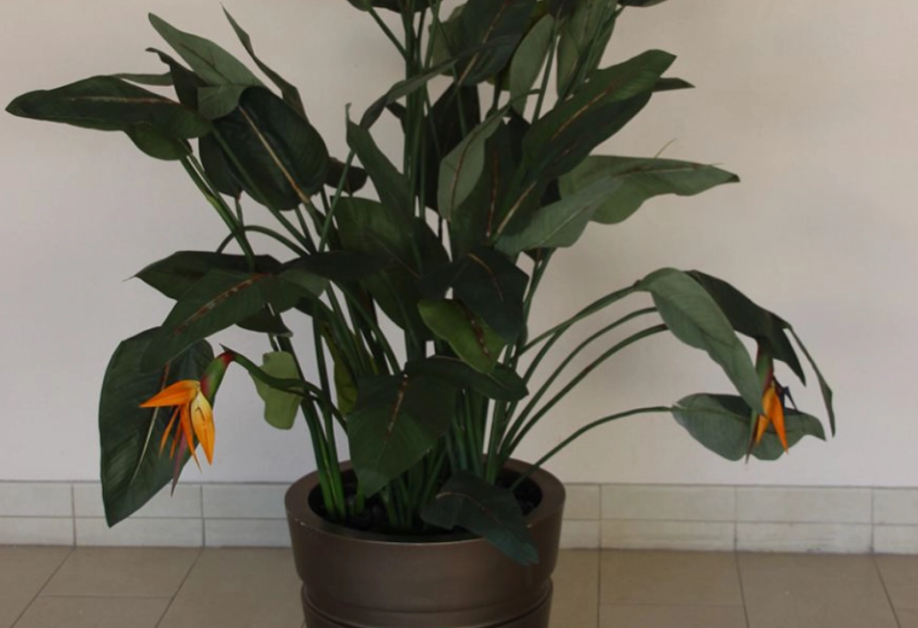 天堂鳥 多久 澆水一次 天堂鳥 多久 澆水一次