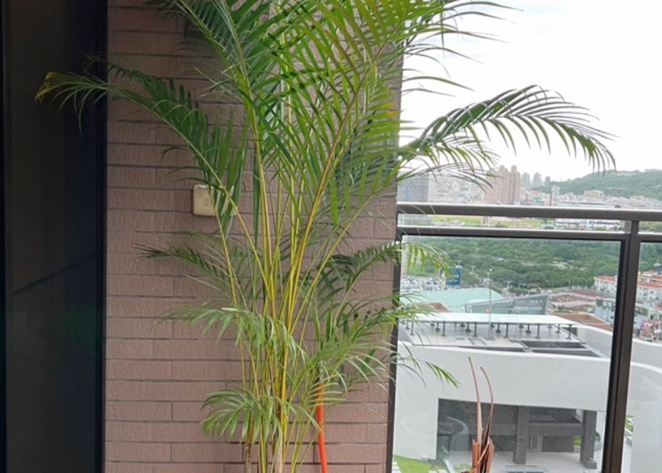 Areca vestiaria