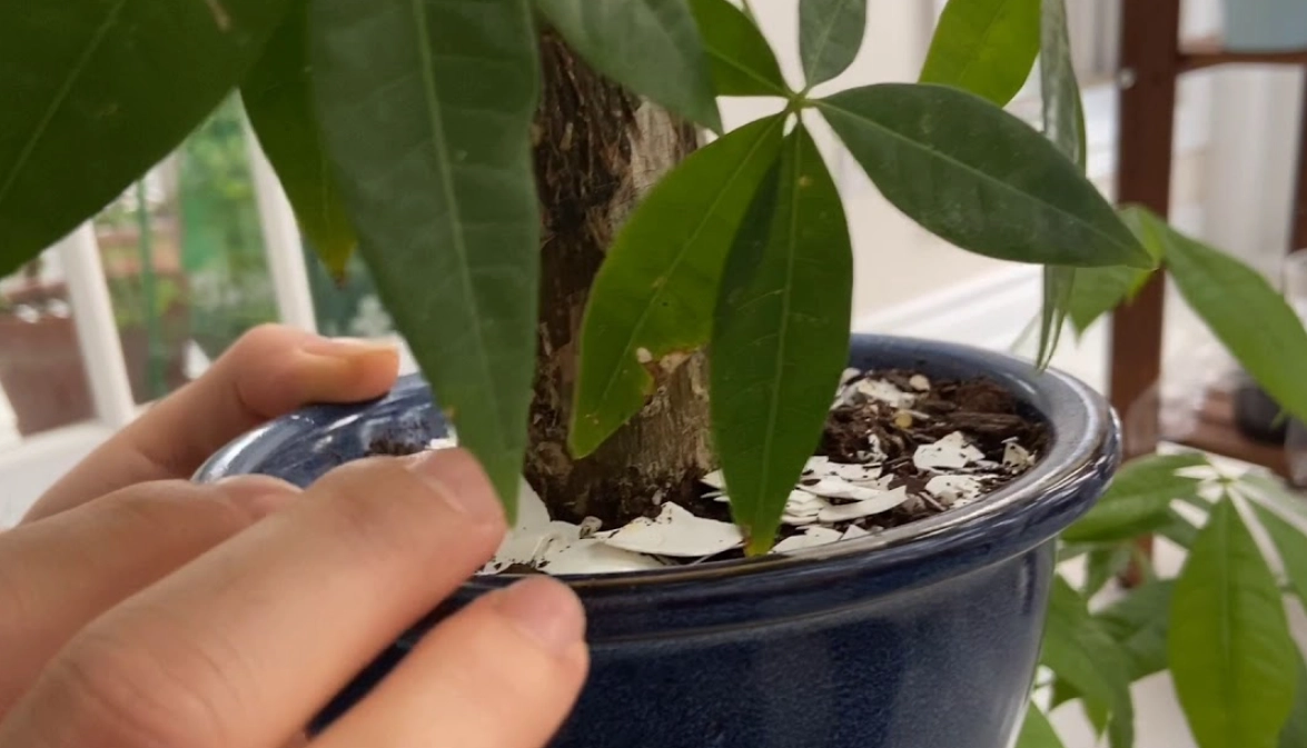 發財樹澆水方法