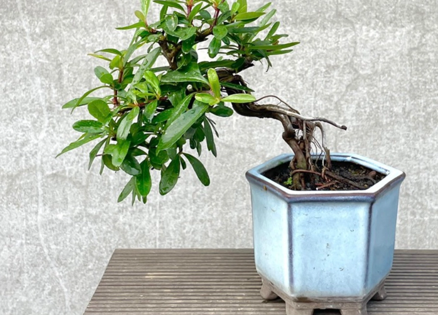 花木 換盆 時機