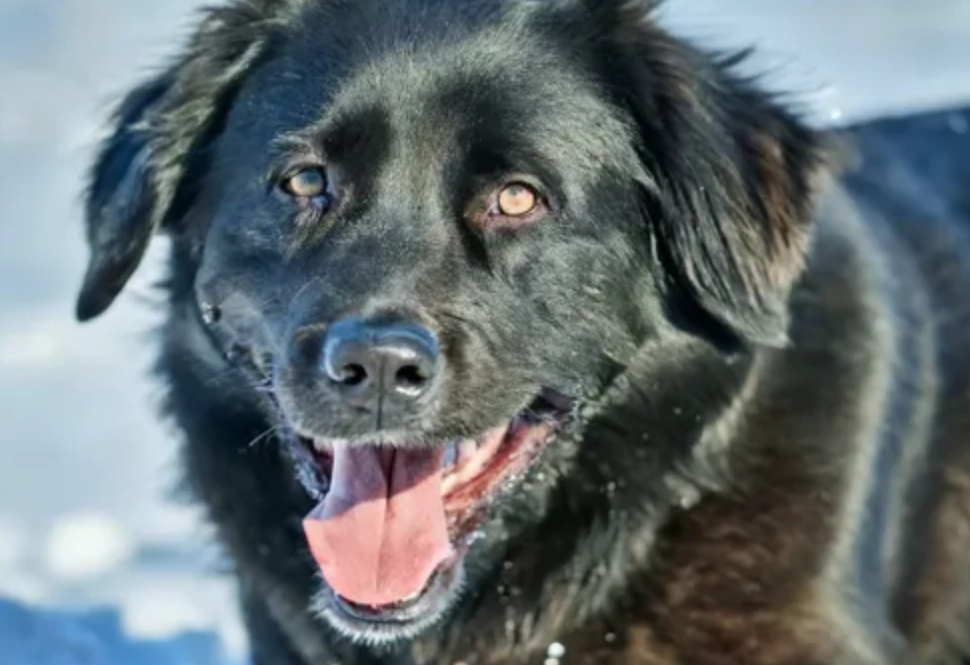 黑狗 夢境 心理