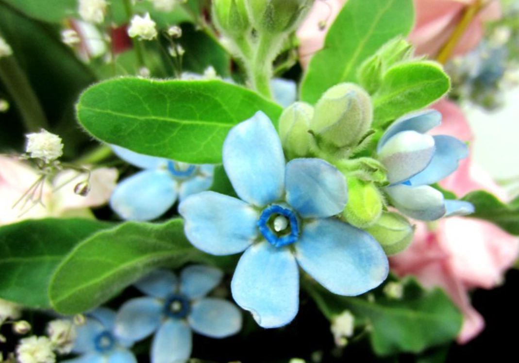 低維護花園 低維護花園