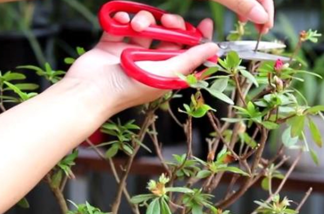 盆栽修剪技巧 盆栽修剪技巧