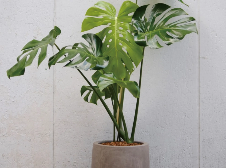 龜背芋 貓 有毒 龜背芋 貓 有毒