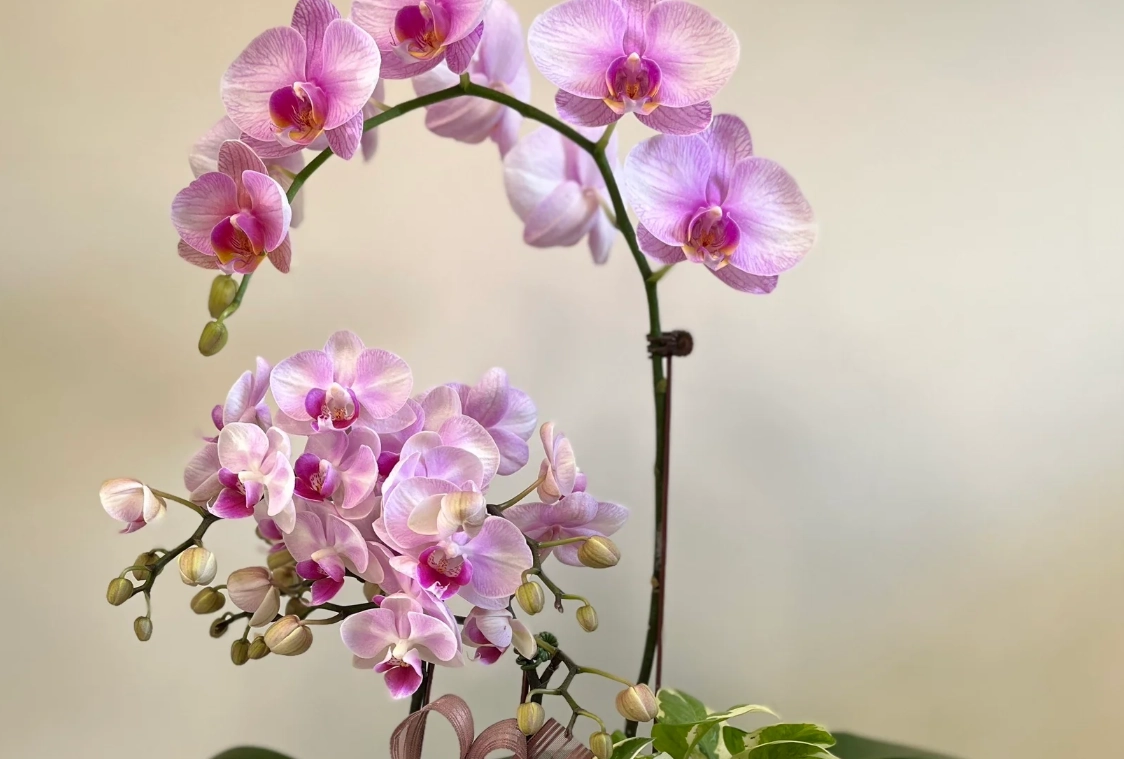 蘭花病蟲害防治