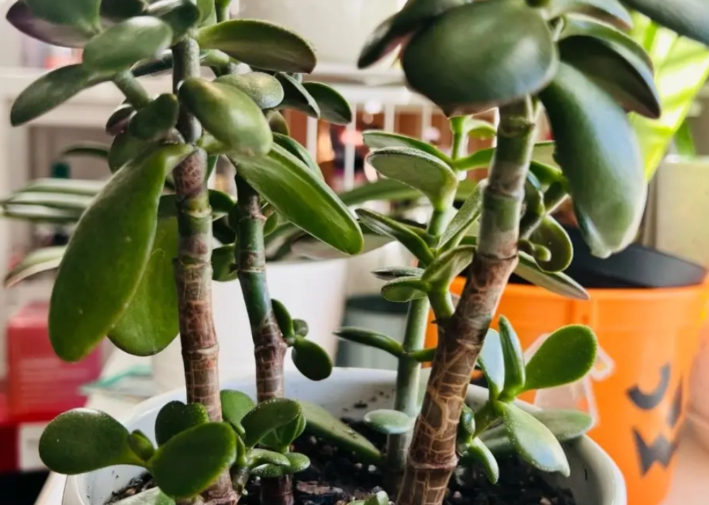 玉樹澆水 玉樹澆水