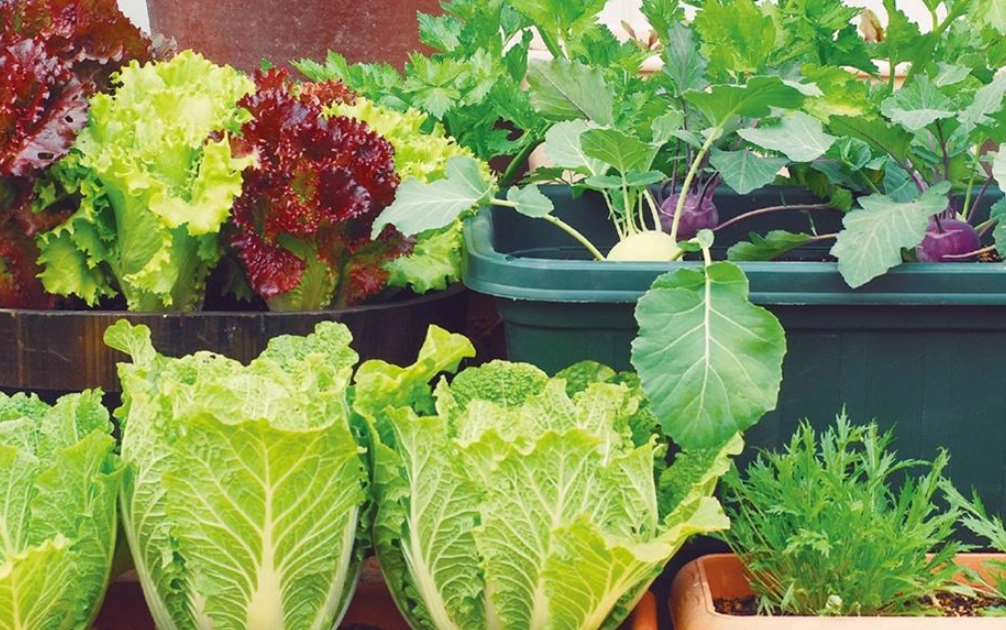 陽台種菜 陽台種菜